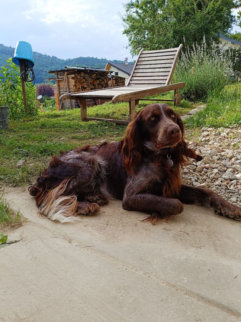 Ugo Des Plumes Sous Le Vent